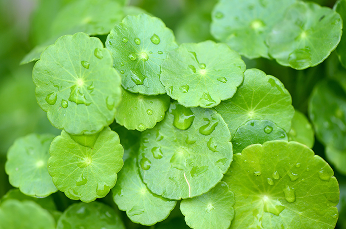 Tanaman herbal Pegagan.