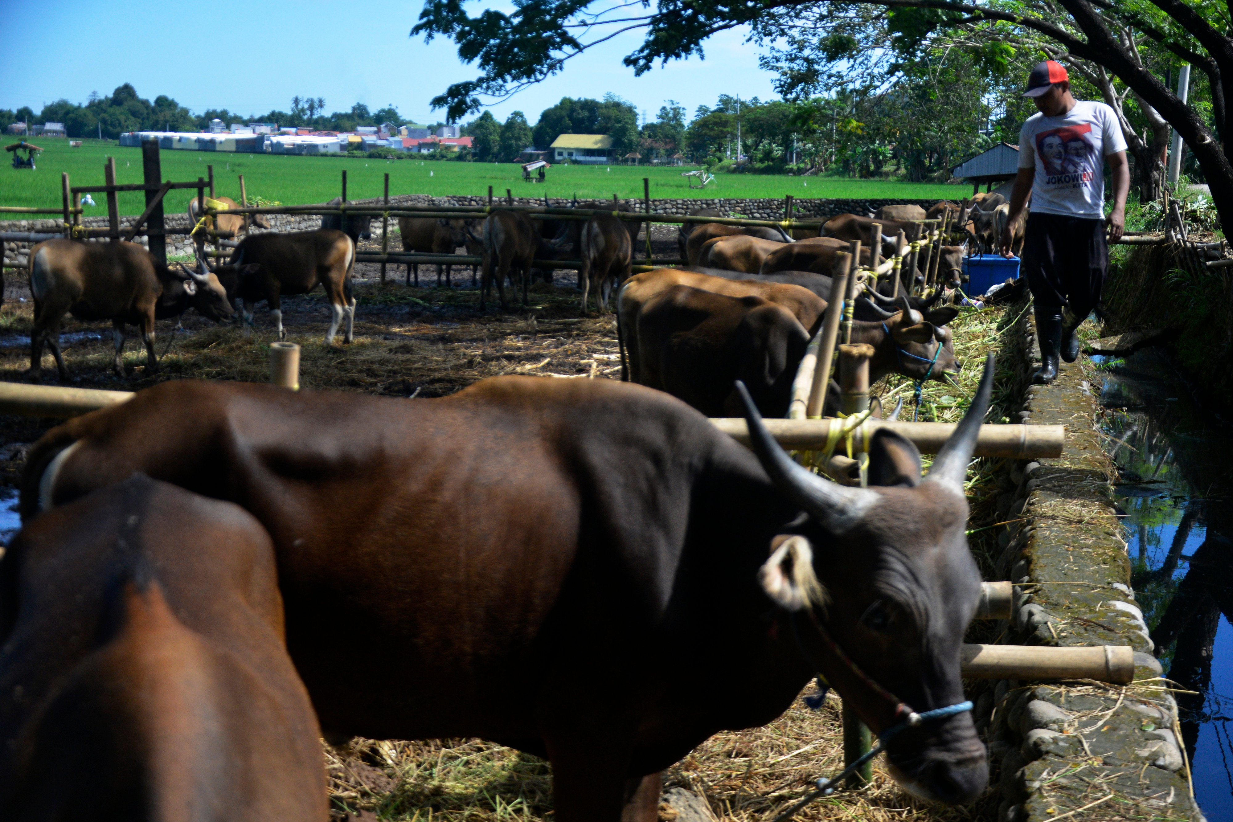 Ilustrasi pedagang mengawasi sapi kurban yang dijual.