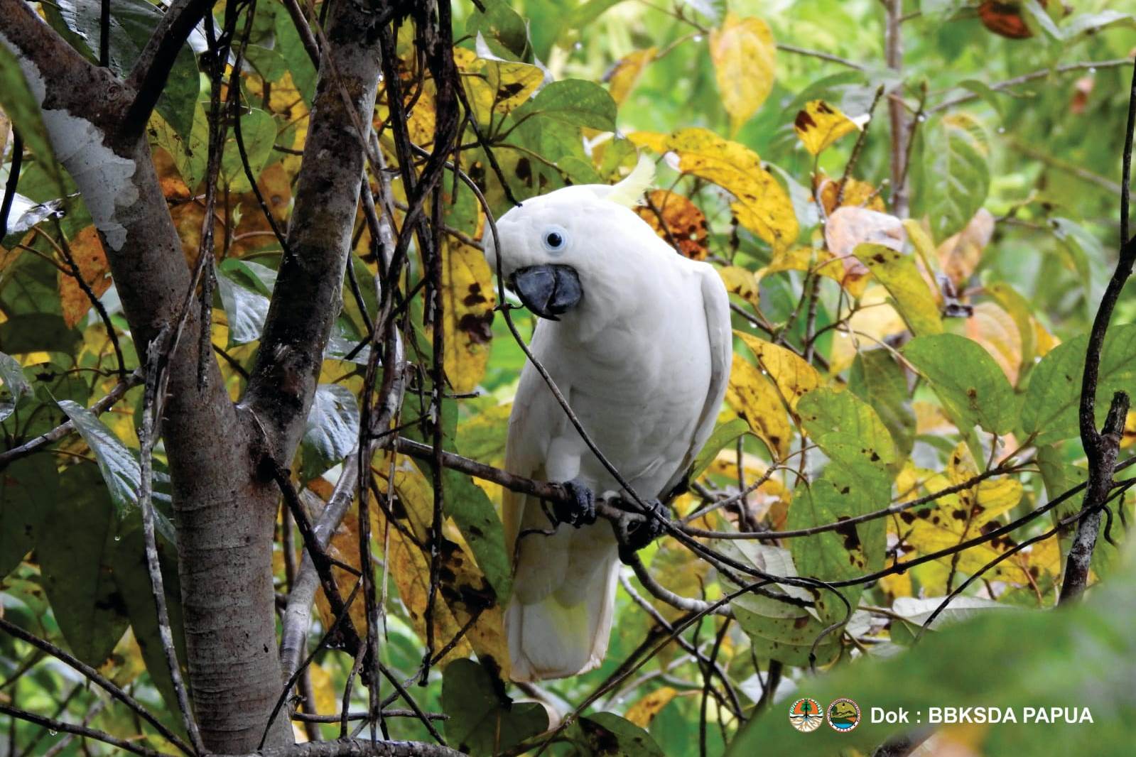 kakatua koki yang dilepasliarkan di Hutan Adat Isyo Papua