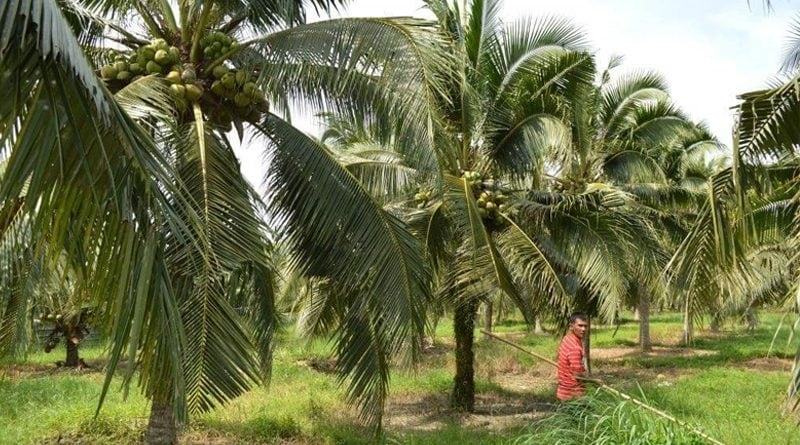 Kebun kelapa pandan wangi di Serdang Bedagai, Sumut,