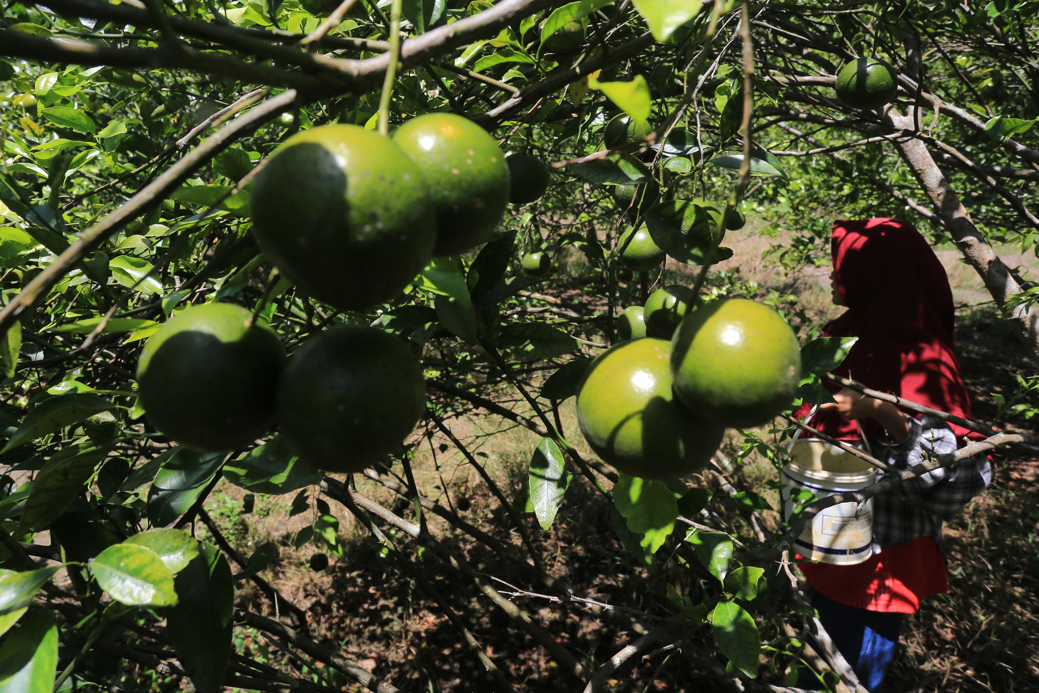 BUDIDAYA JERUK DI LAHAN GAMBUT: Petani memetik jeruk manis saat panen di kawasan lahan gambut Desa Sumber Bakti, Nagan Raya, Aceh.