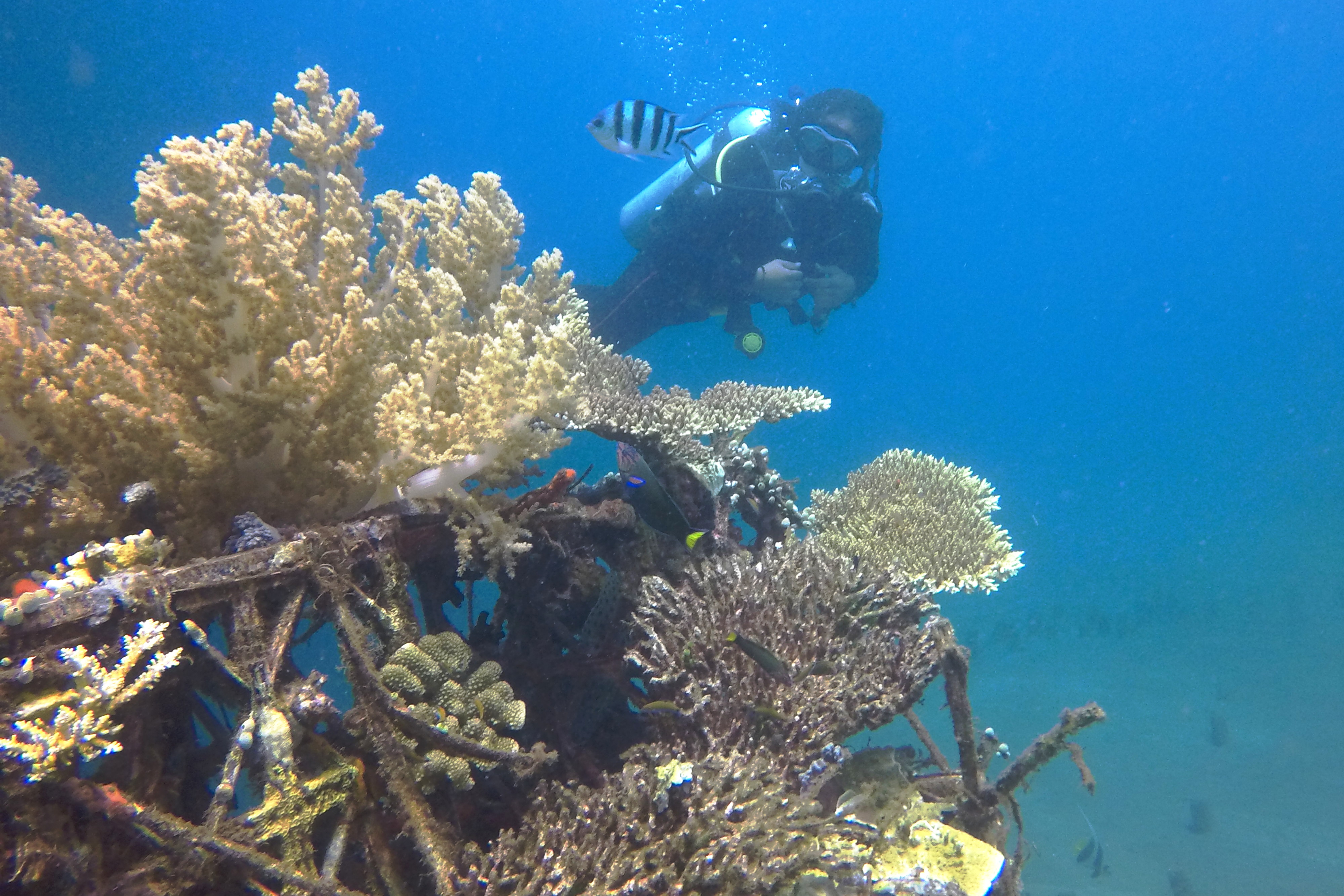 Ilustrasi Biota Laut