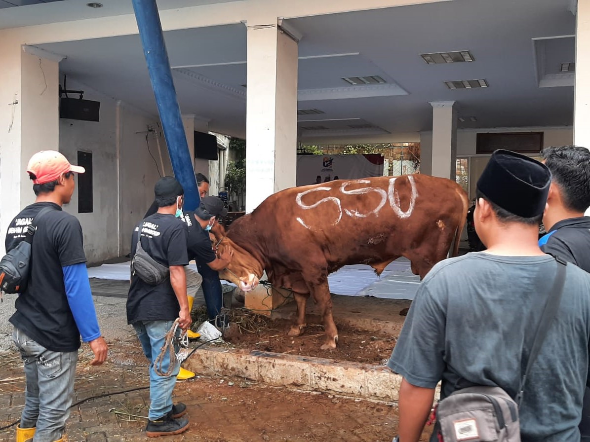 PB PMII mempersiapkan hewan kurban. 