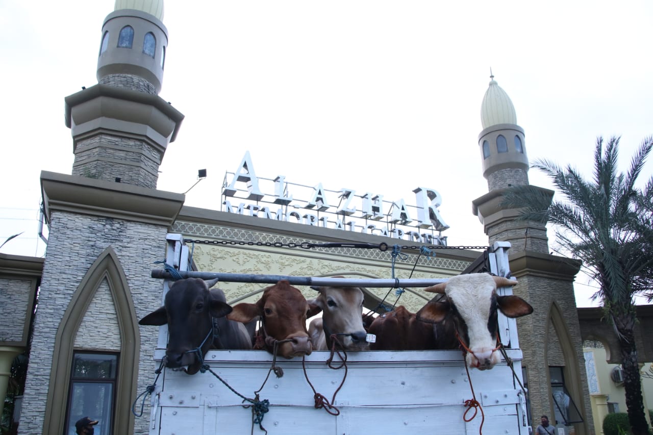 Sapi kurban yang akan disembelih manejemen Al Azhar Memorial Garden, untuk dibagikan ke warga Telukjambe, Karawang, Rabu (21/7)