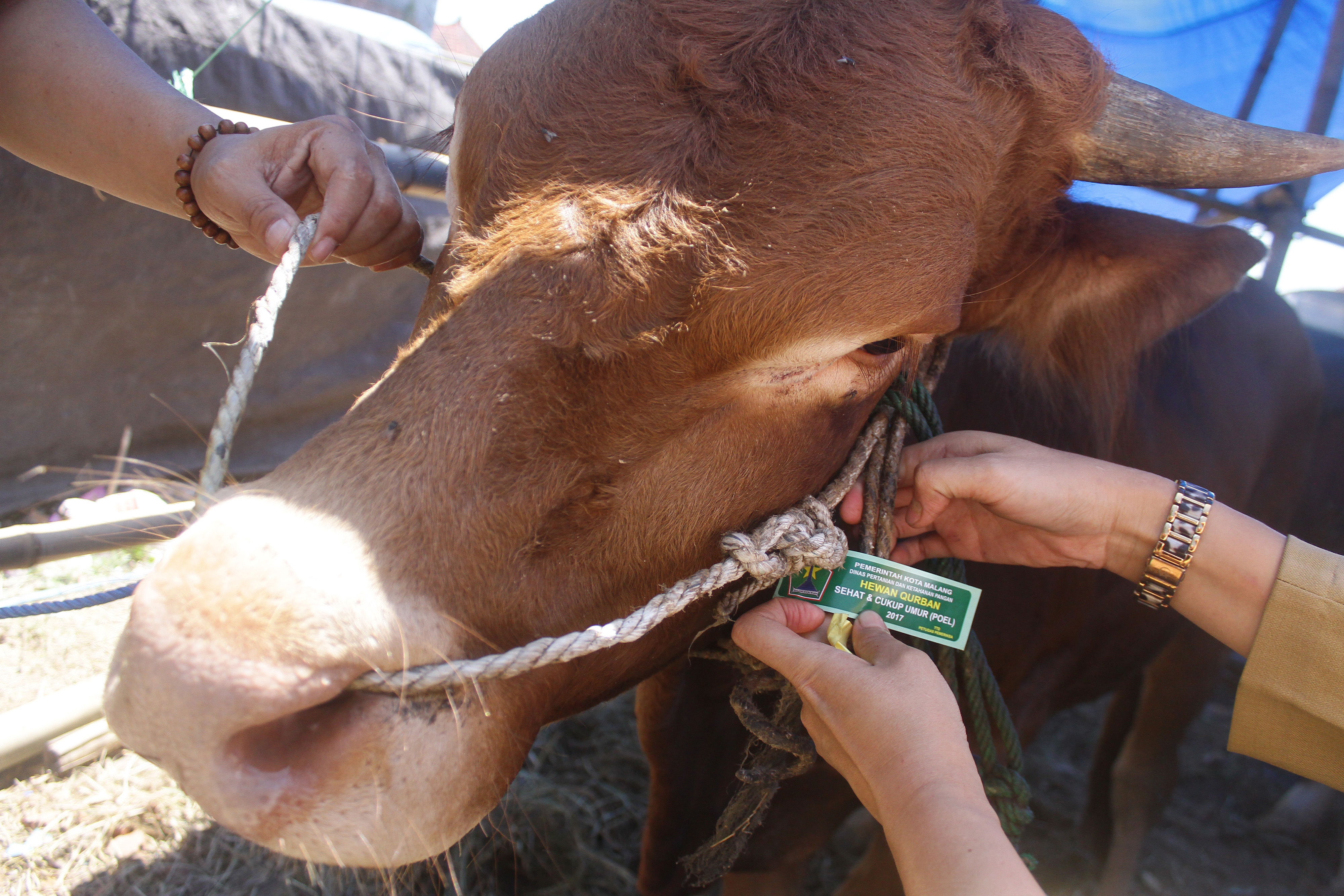Petugas Dinas Peternakan menempelkan label poel (cukup umur) dan sehat pada hewan kurban di pusat penjualan hewan kurban di Malang, Jawa Tim