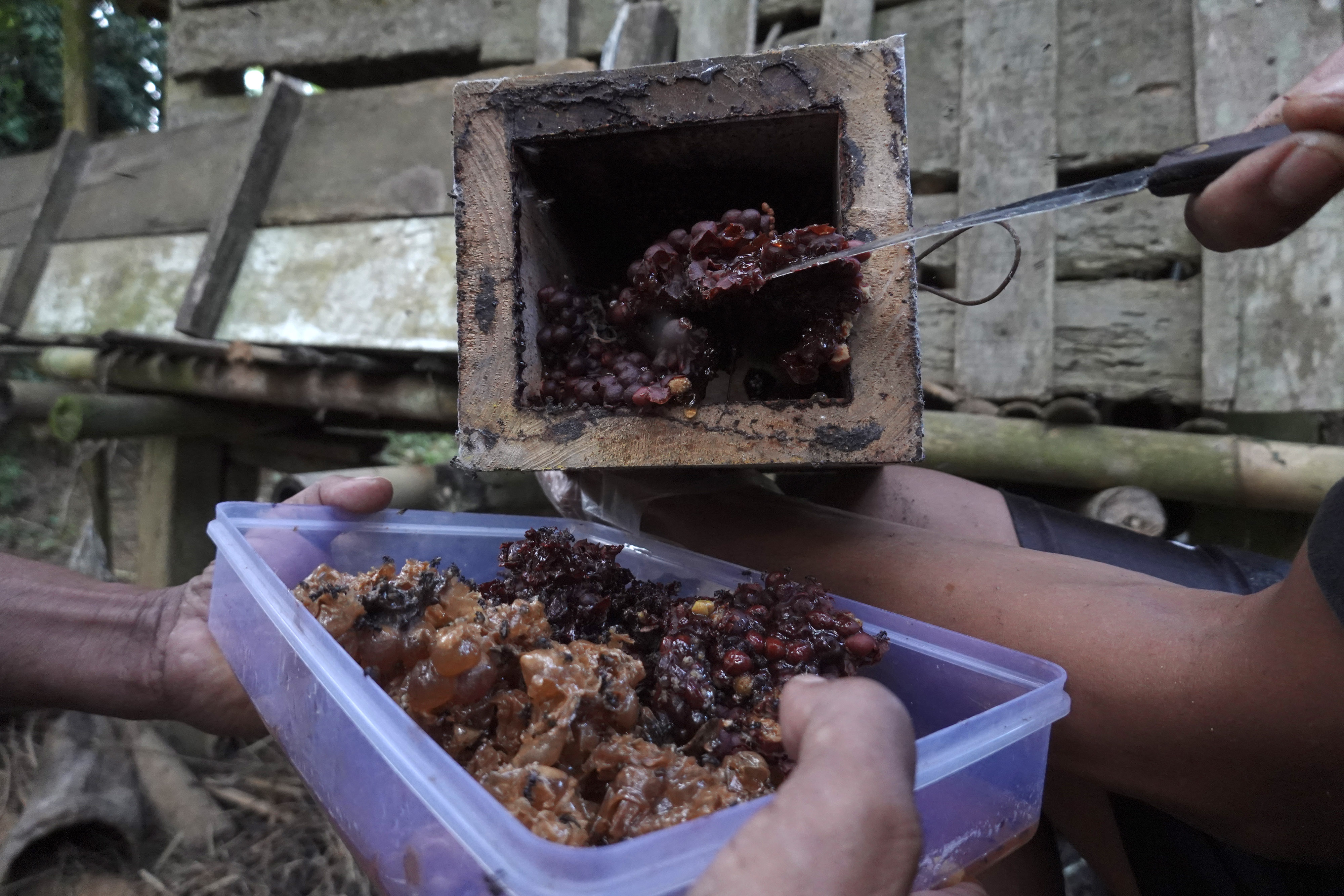 Peternak memanen madu dari kolooni lebah