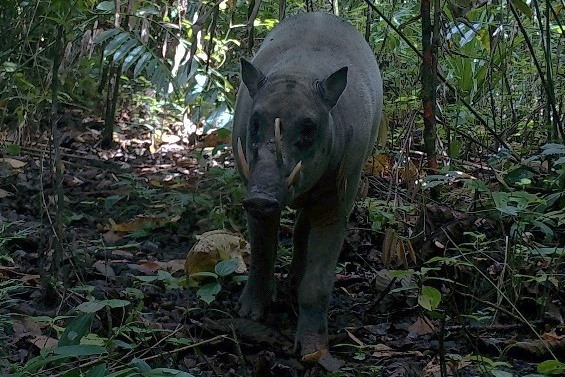 Babirusa di Pulau Buru