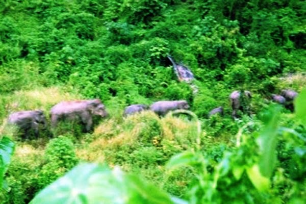 Kawanan gajah liar di kawasan Kecamatan Tangse, Kabupaten Pidie, Provinsi Aceh, beberapa waktu lalu. 