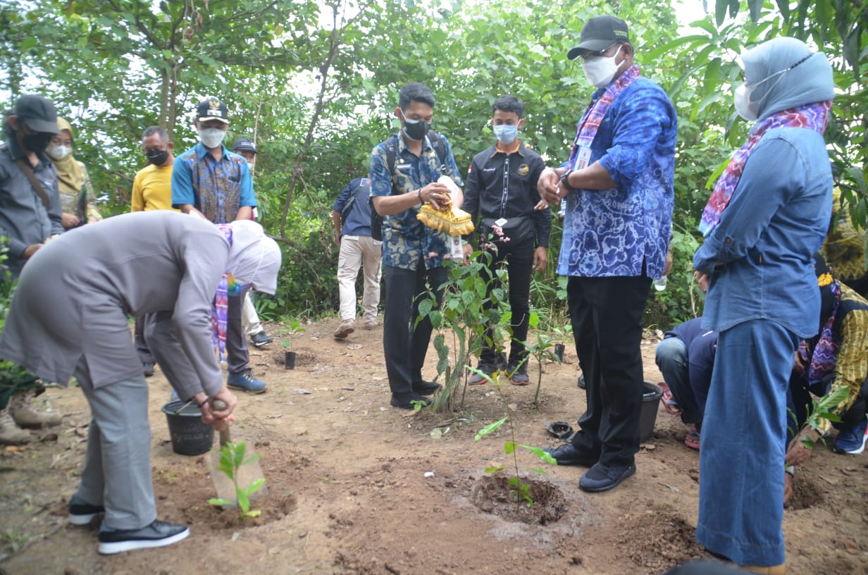Bupati Barito Kuala, Noormiliyani AS, melakukan penanaman bibit kopi jenis liberika di Pulau Curiak, Anjir Muara, Barito Kuala, Kalsel.