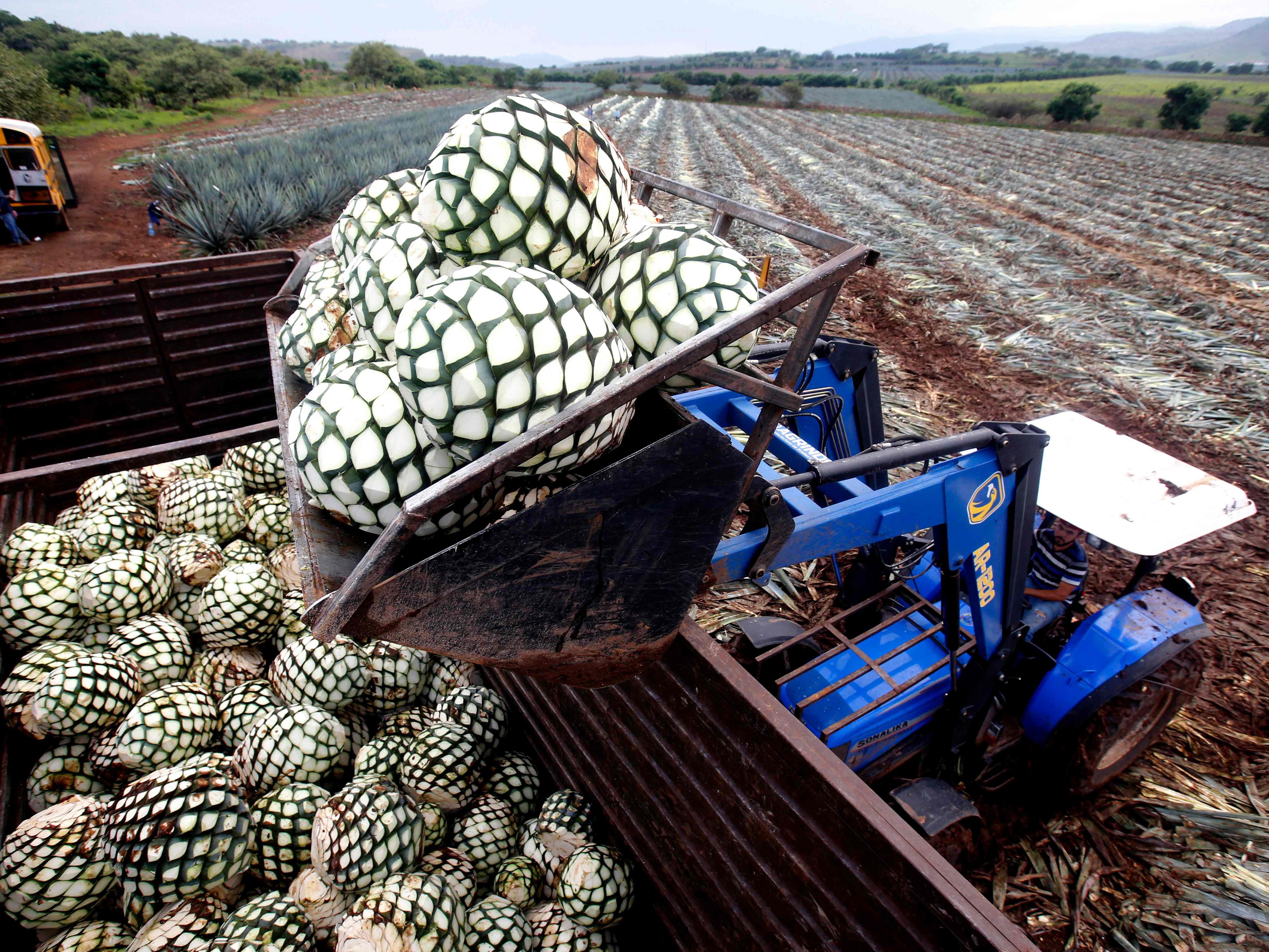 Nanas agave terlihat di ladang di Tequila, negara bagian Jalisco, Meksiko, pada 23 Juli 2021.
