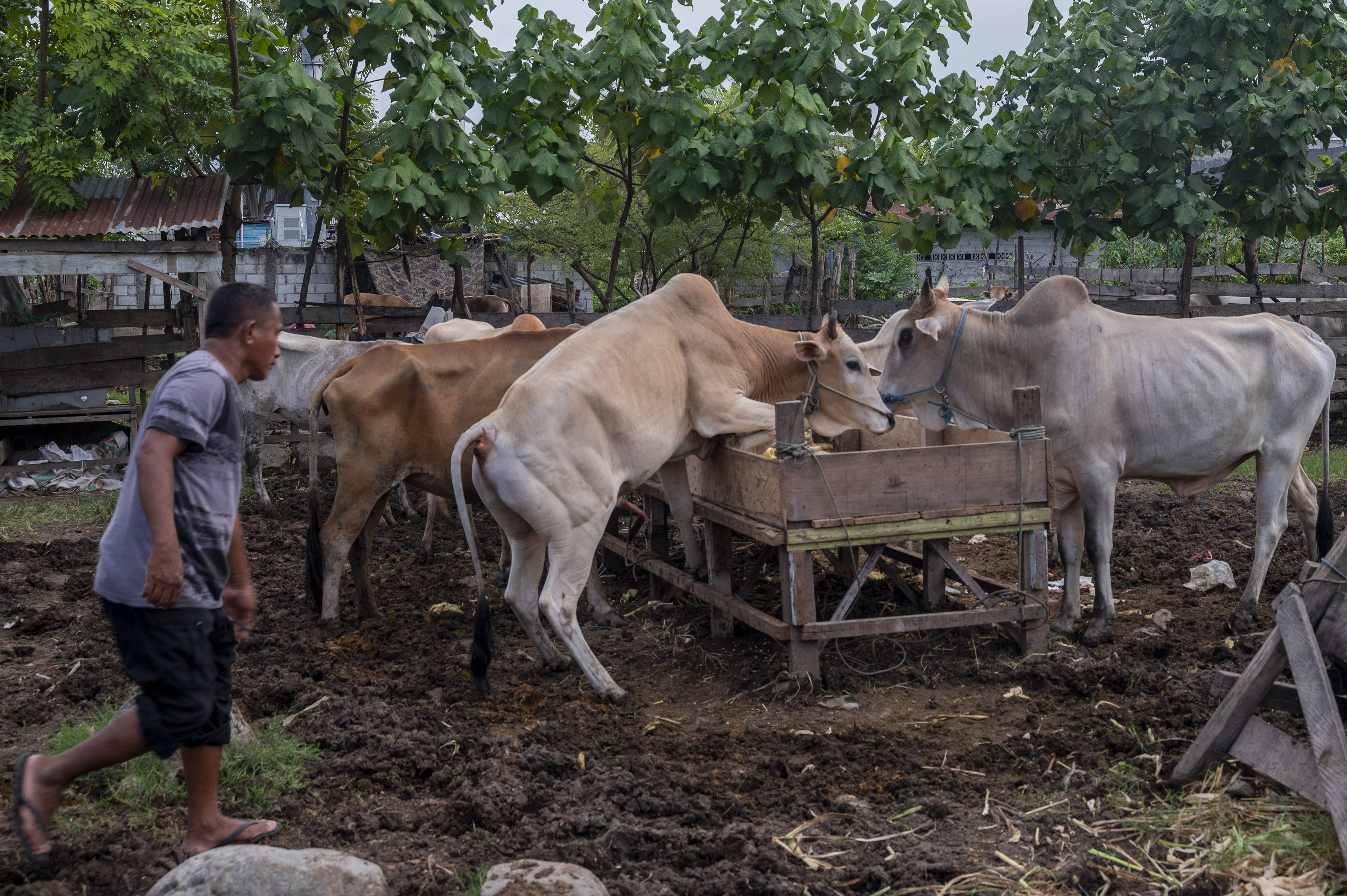 Begini Aturan Pemotongan Hewan Kurban saat Hari Raya Idul Adha di Tengah Pandemi