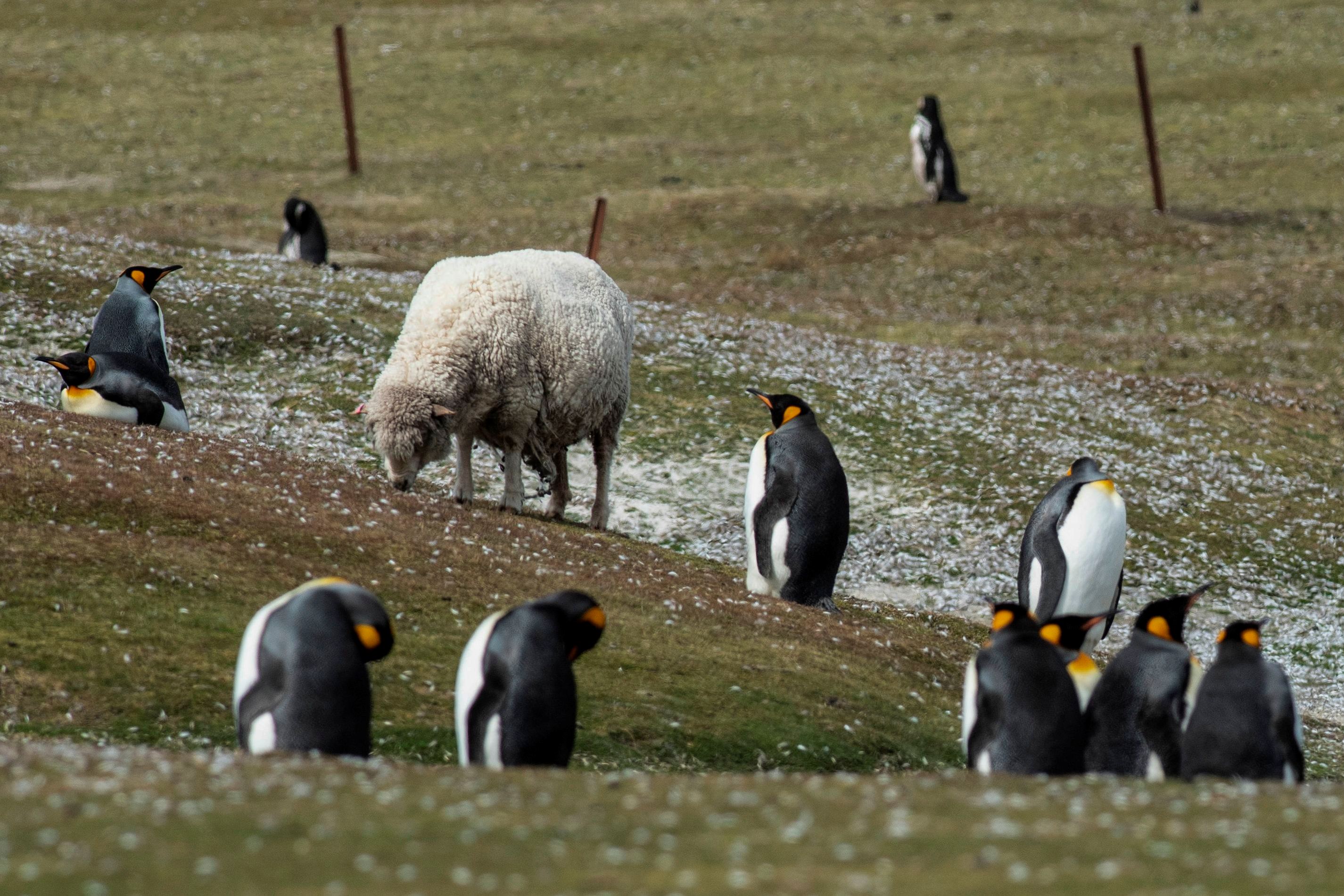 Penguin raja dan seekor domba terlihat di Volunteer Point, utara Stanley di Kepulauan Falkland (Malvinas), Inggris.