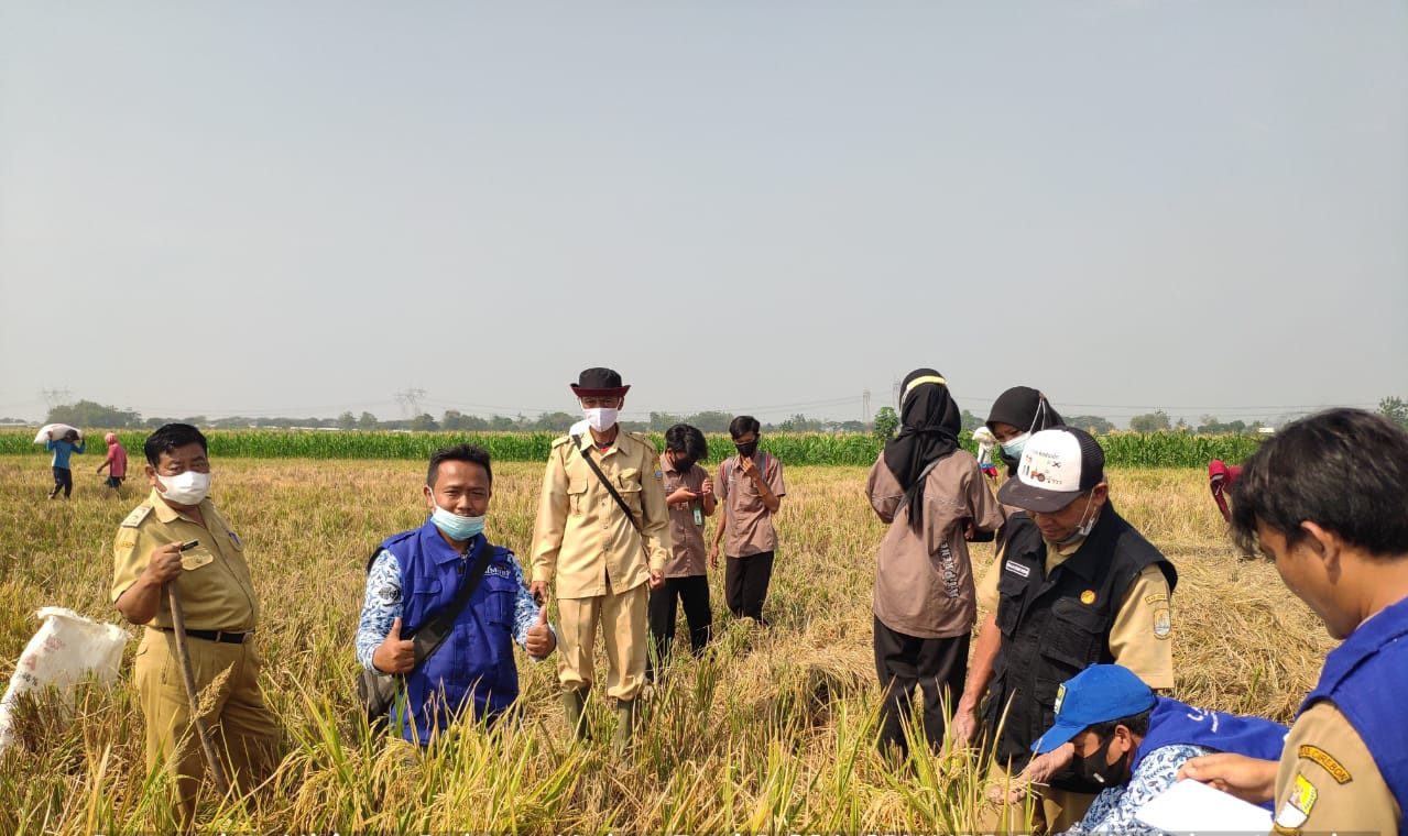 Petani melakukan panen raya padi di Cirebon, Jawa Barat. 