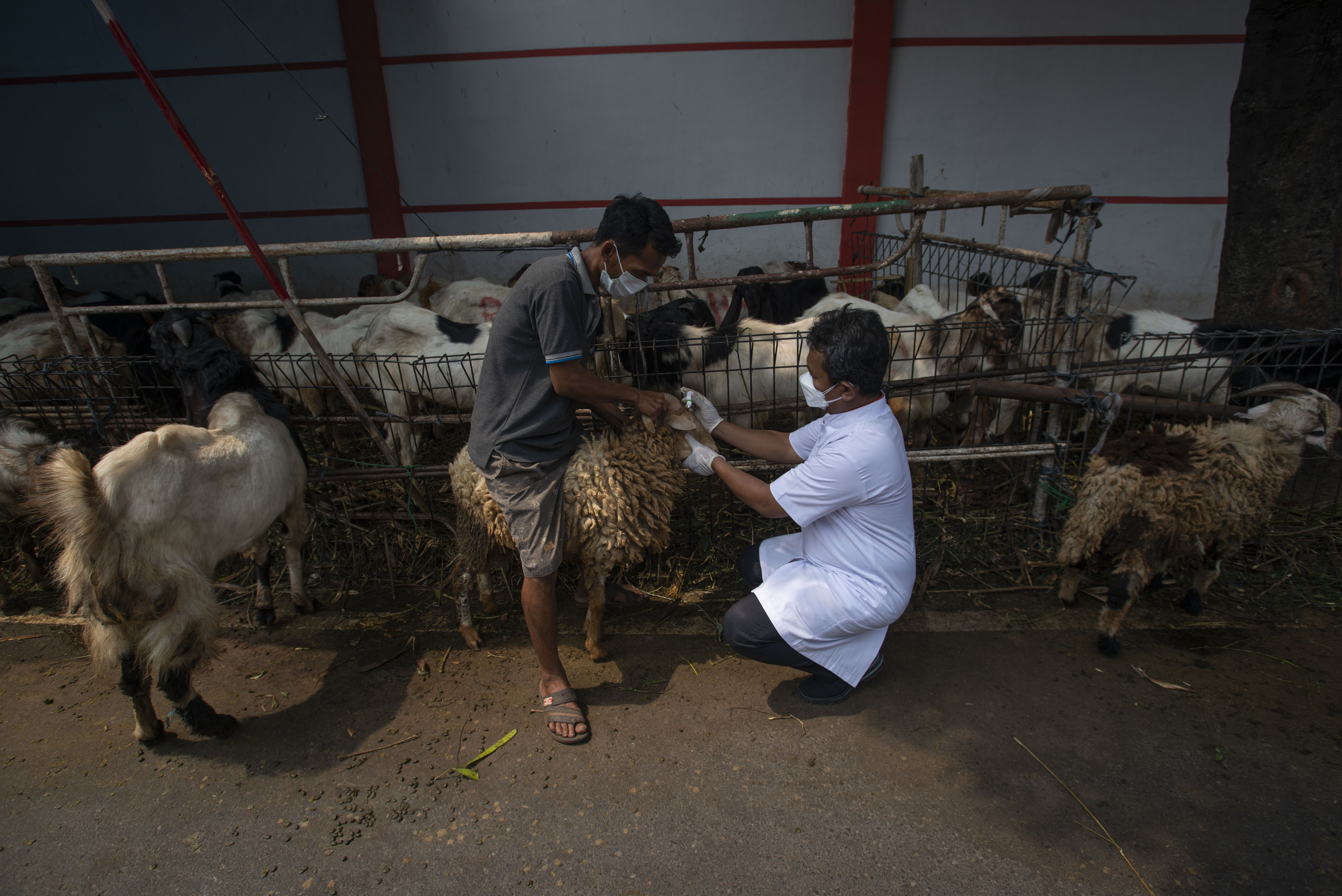 Petugas memeriksa kesehatan hewan kurban di Jakarta