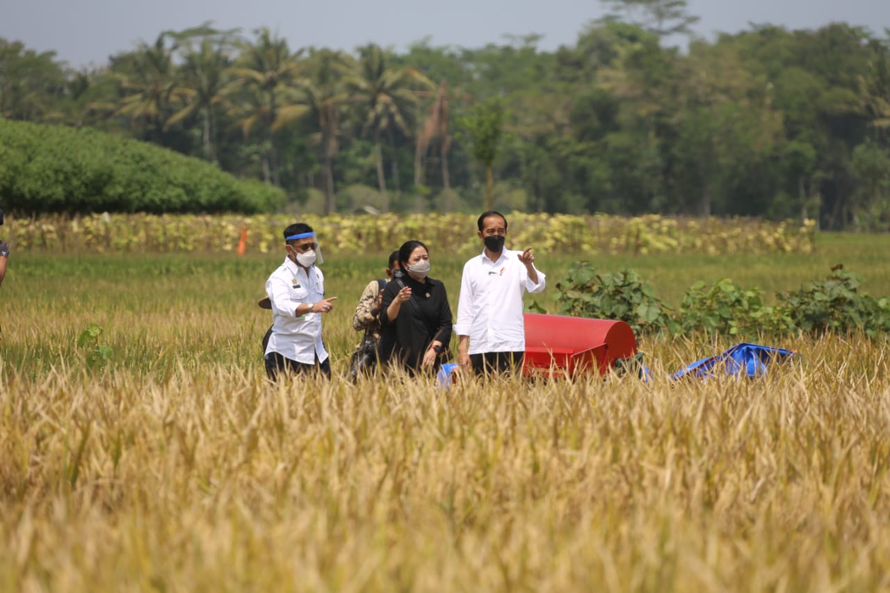 Kegiatan panen raya yang dihadiri Mentan SYL (kiri), Ketua DPR Puan Maharani, dan Presiden Joko Widodo.