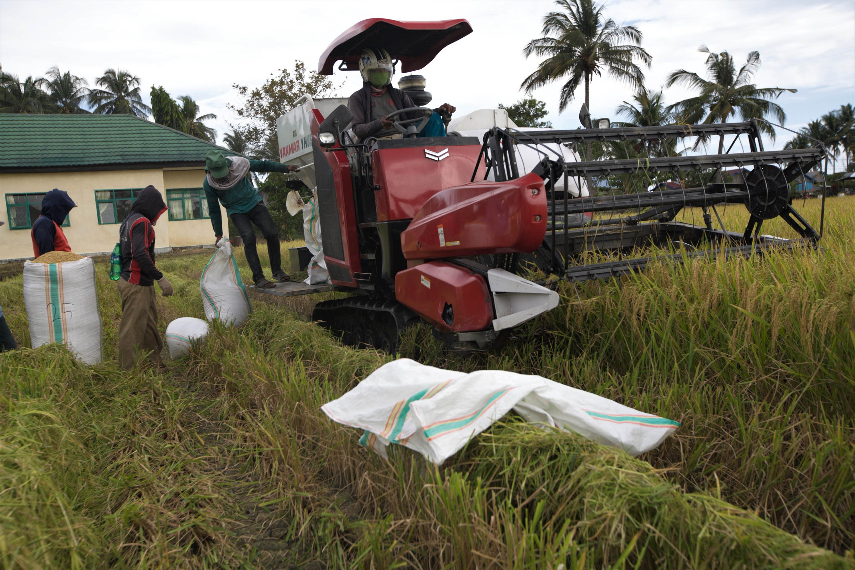 Panen padi bibit unggul tanpa bahan kimia di lahan Kantor Balai Penyuluhan Pertanian, Kecamatan Samaturu, Kolaka, Sulteng, Kamis (1/10/2020)