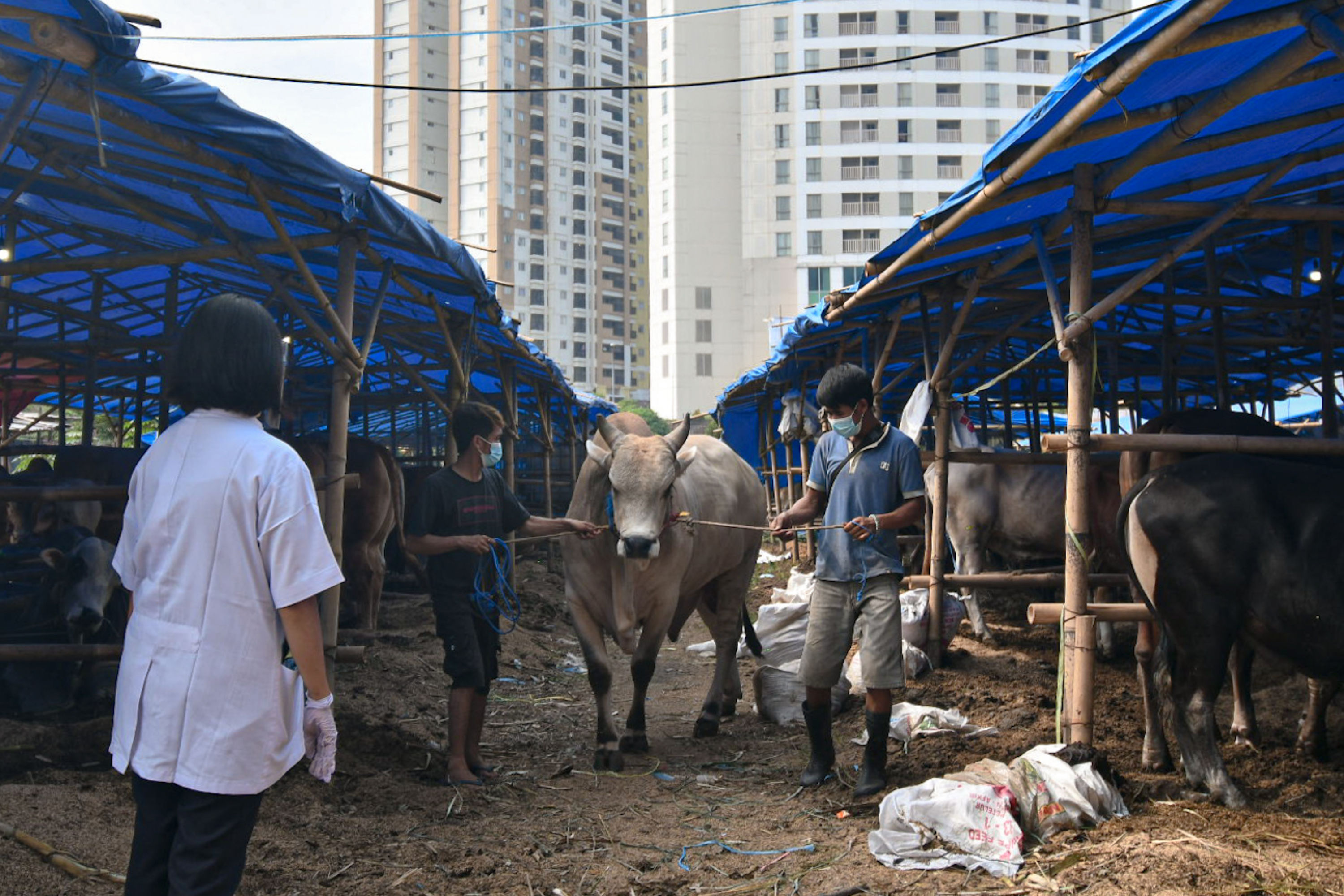 Petugas kesehatan hewan  memeriksa kesehatan hewan kurban di tempat penampungan hewan kurban, Kuningan, Jakarta Selatan, Kamis (15/7/2021). 