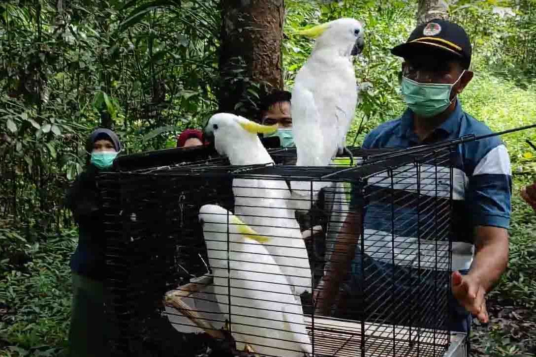 Kakatua yang dilepasliarkan