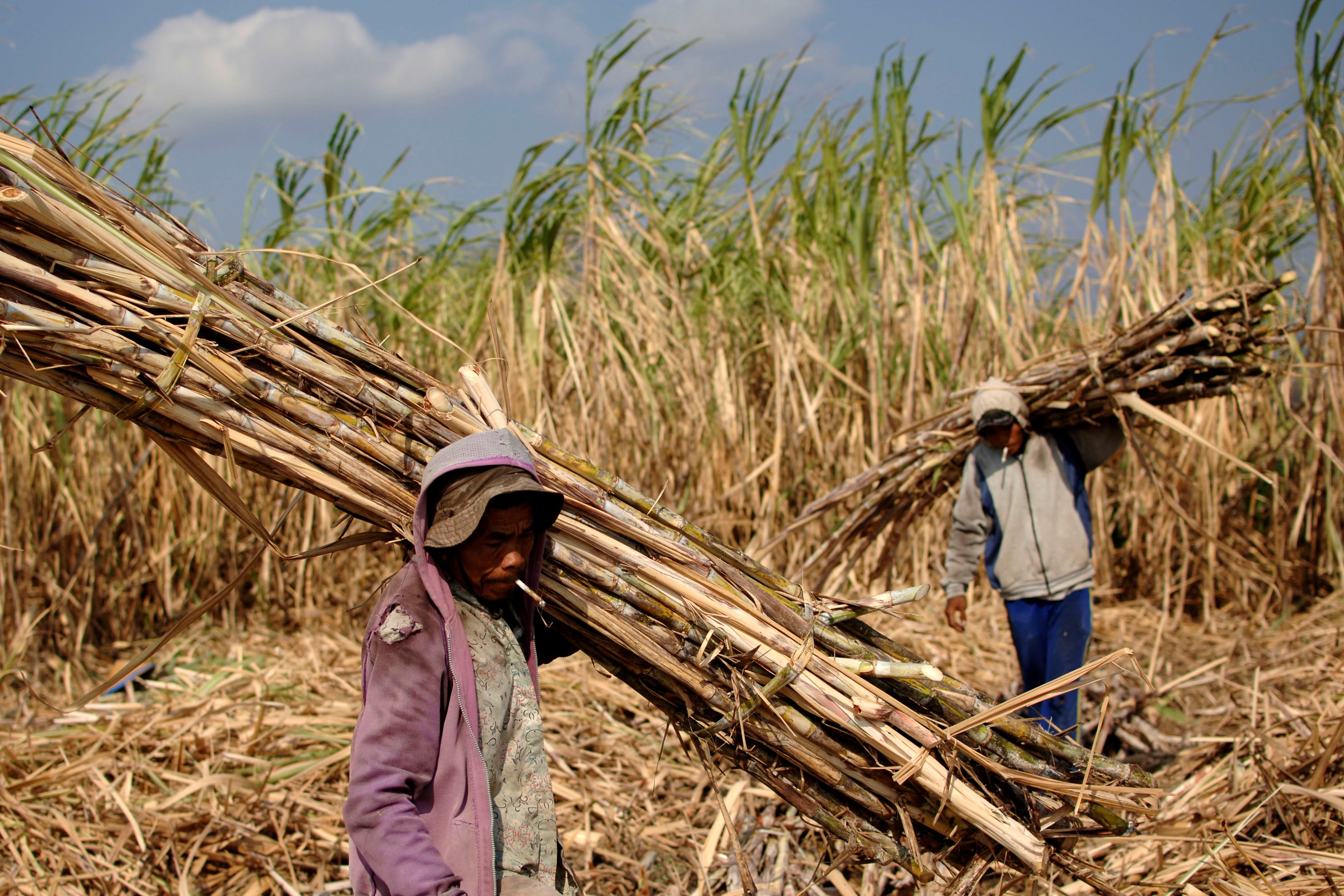 Buruh tebang memanen tebu di Kediri, Jawa Timur.
