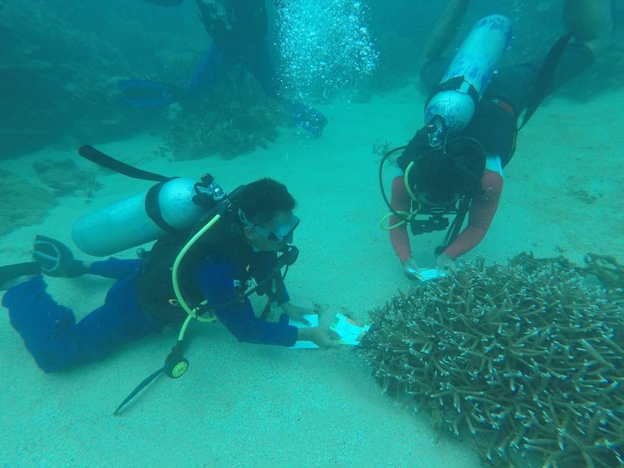Kini Tutupan Terumbu Karang Capai 55% di Pantai Pulau Gosong, Aceh