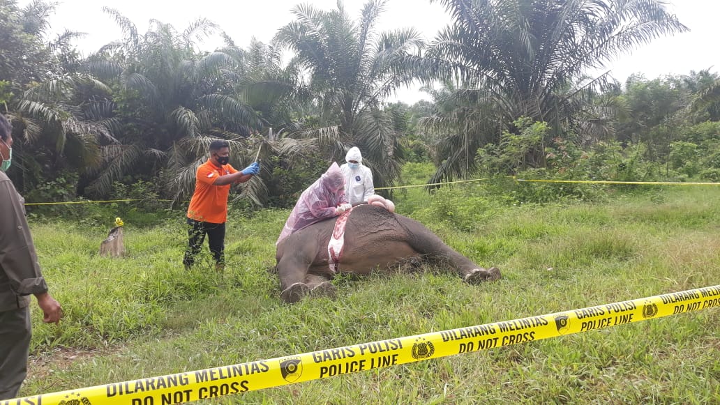 Gajah mati tanpa kepala