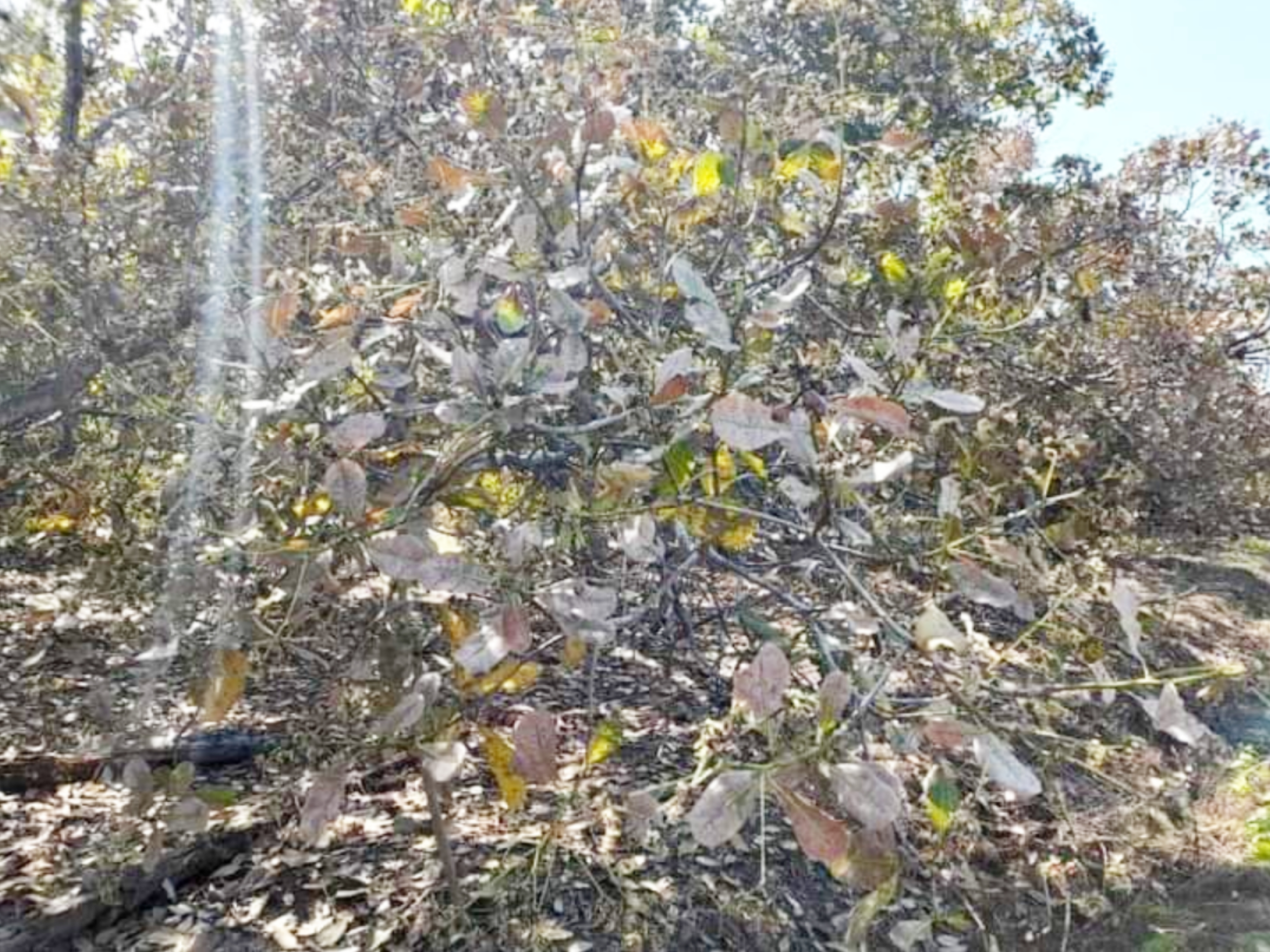 Jambu mete yang baru berbunga mengering dan berguguran terkena abu vulkanik Gunung Sirung, hasi panen jambu mete terancam gagal tahun ini,