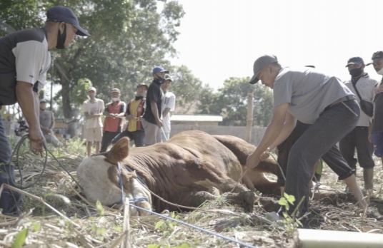 Saat pemotongan hewan kurban pada Hari Raya Idul Adha.