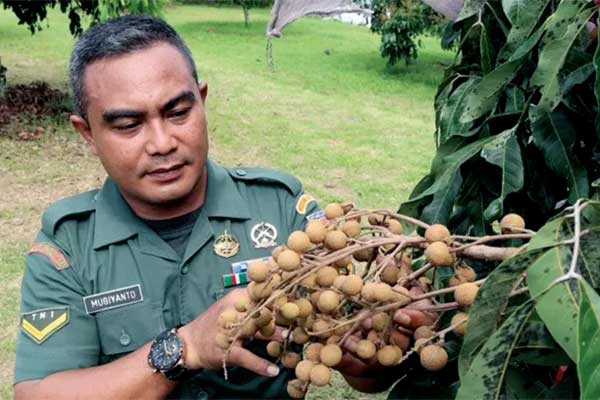 Serda Mugiyanto memetik buah lengkeng dari kebun petani hasil binaannya di Desa Wringinputih, Kecamatan Borobudur, Magelang.
