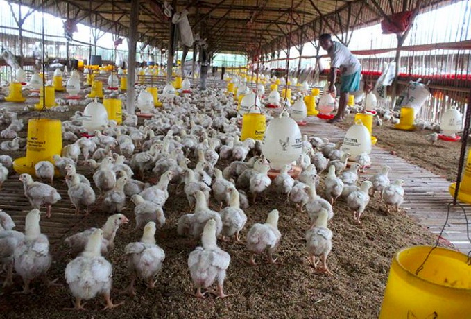 Kementan melakukan pengawasan penggunaan obat ternak setelah ditemukan kasus bakteri yang resisten terhadap antibiotik.