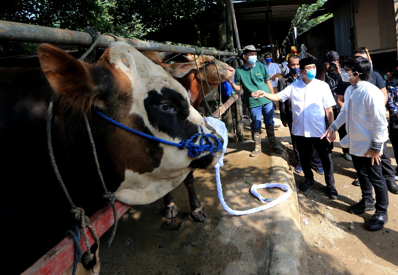 Salah seekor sapi yang akan dikurbankan pada Idul Adha.