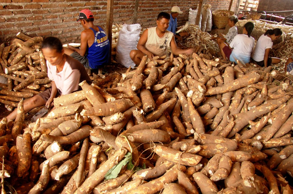 Ubi kayu memiliki potensi besar dalam industri produk makanan nasional. 