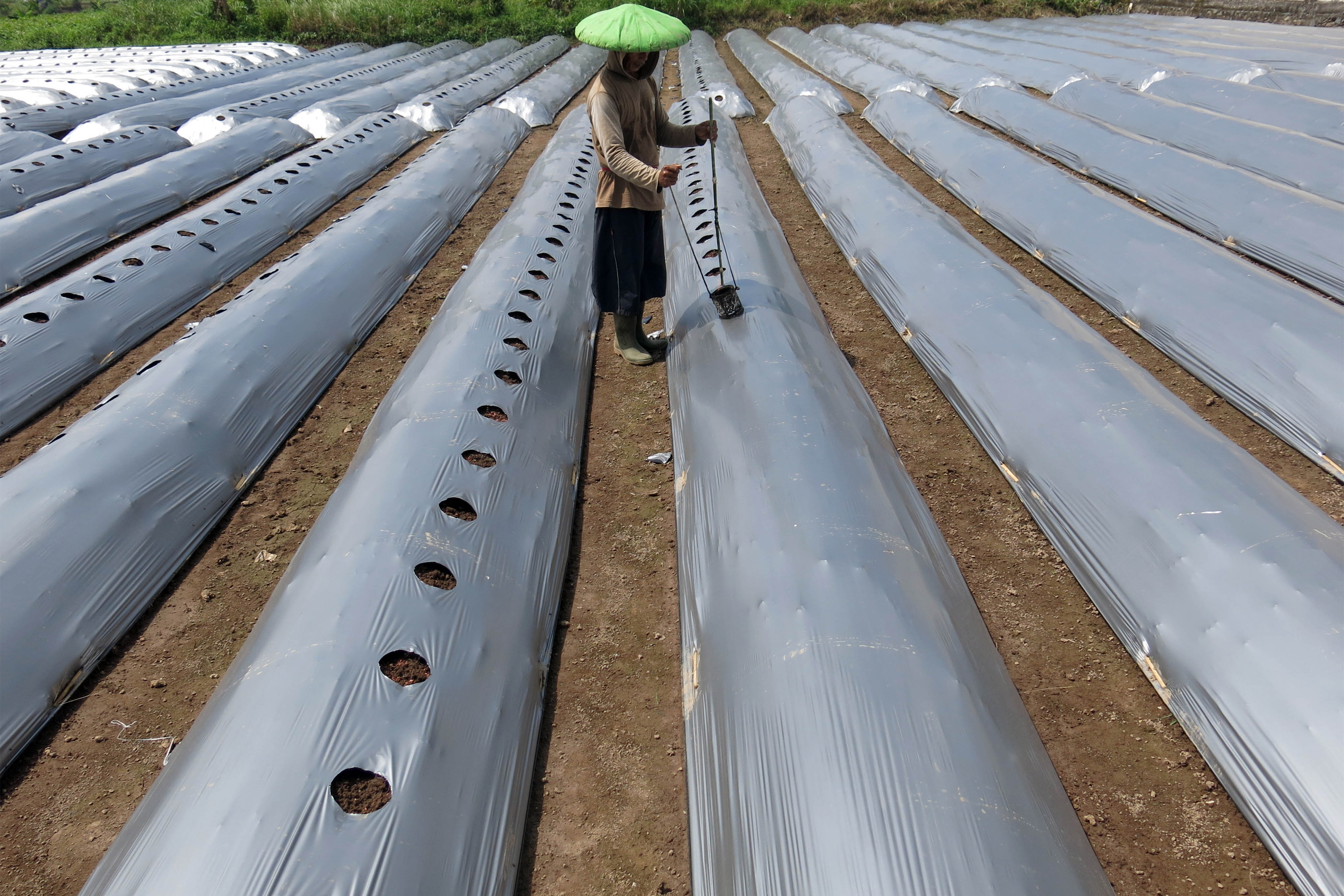 Ilustrasi petani membuat media mulsa plastik hitam perak untuk bercocok tanam.