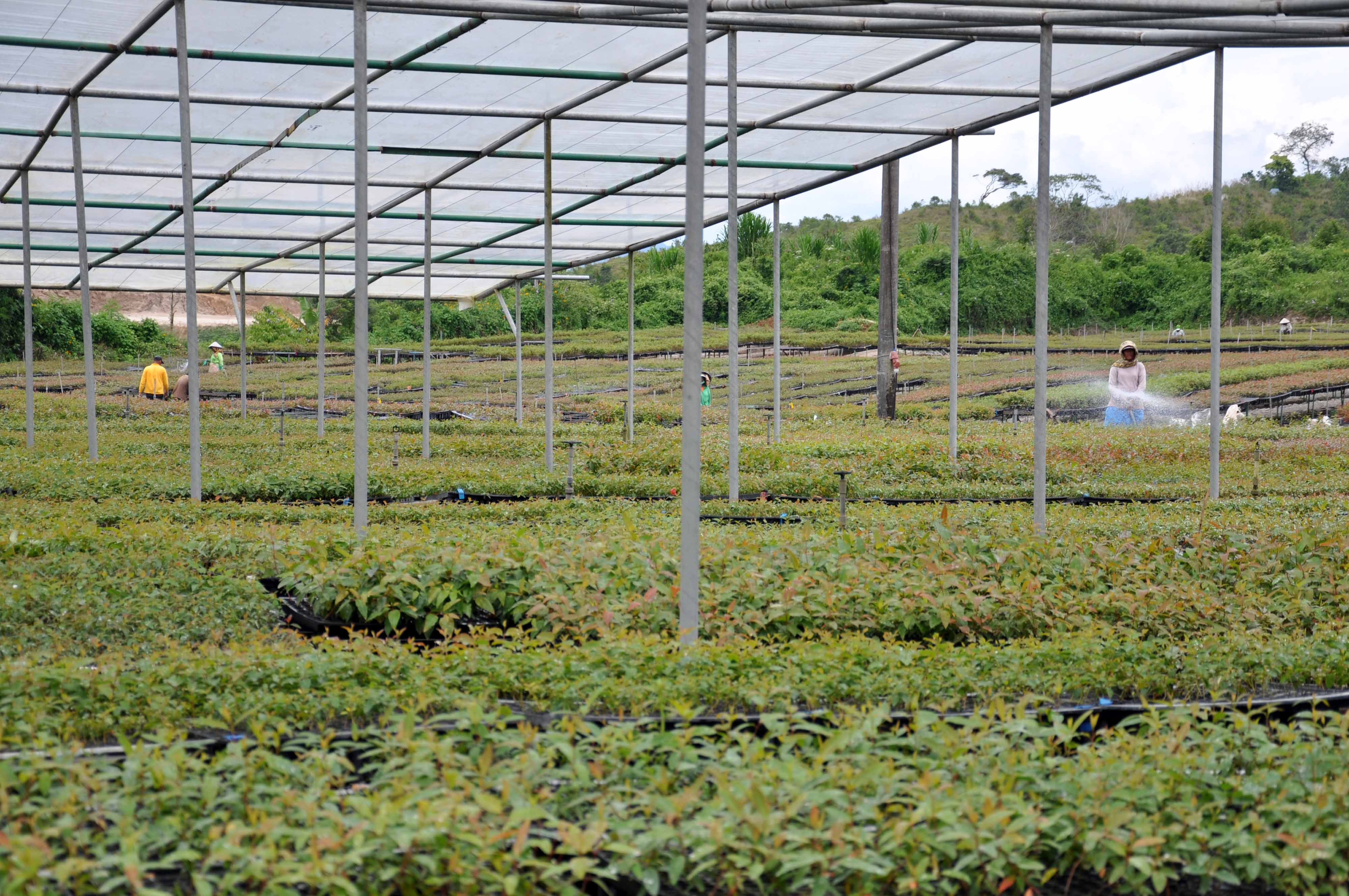 Lahan pembibit pohon Eucalyptus di area Toba Pulp