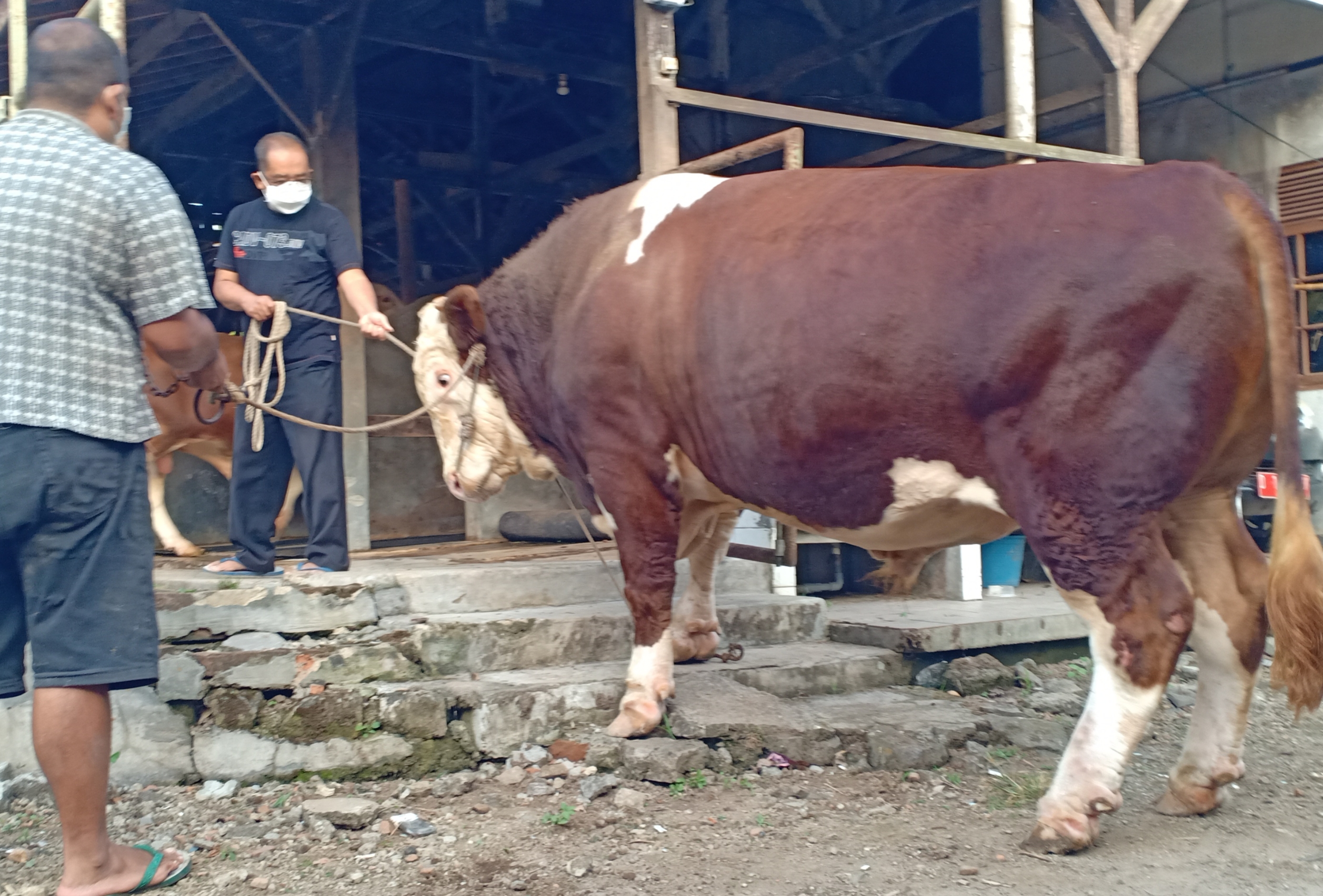 enunjukan sapi yang dibeli Jokowi sebagai sapi kurban di Jawa Barat.