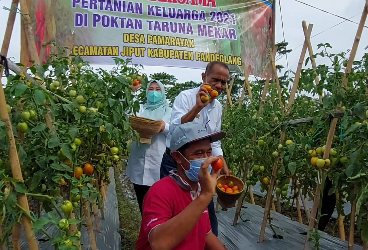 Bantuan Produktif Kementan Dorong Petani Terus Tingkatkan Produksi