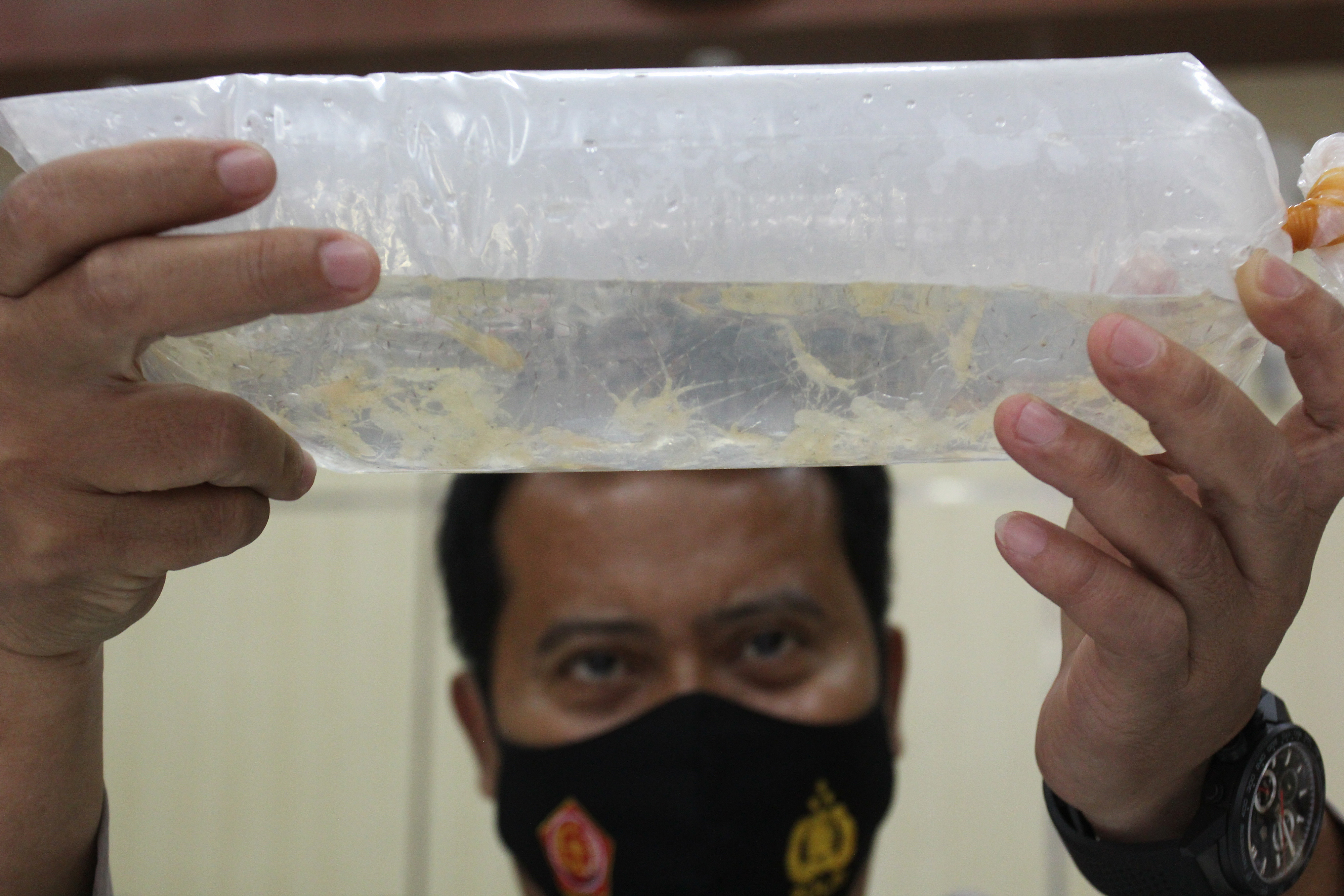 Polisi menunjukkan barang bukti kantong plastik berisi benur di Polda Jawa Timur, Surabaya, Jawa Timur, Selasa (15/6/2021). 