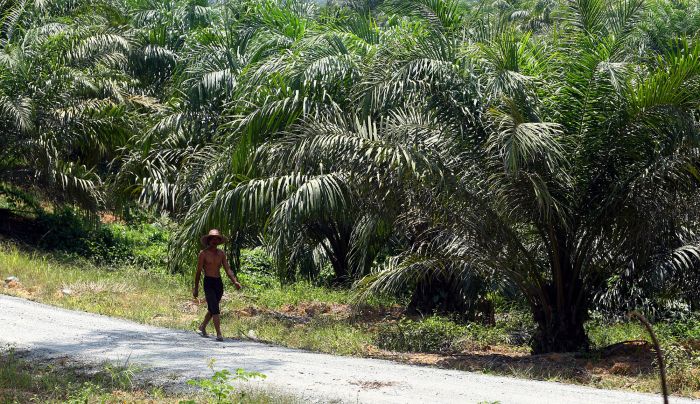 Perkebunan kelapa sawit