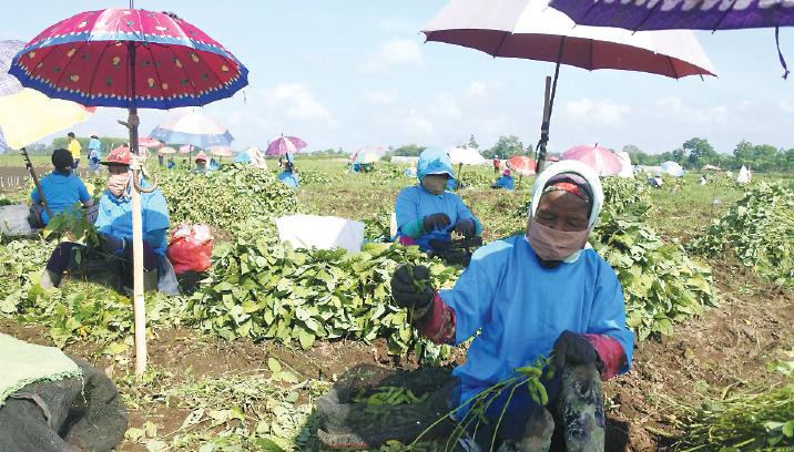 Standar Internasional Bikin Produk Pertanian Naik Kelas