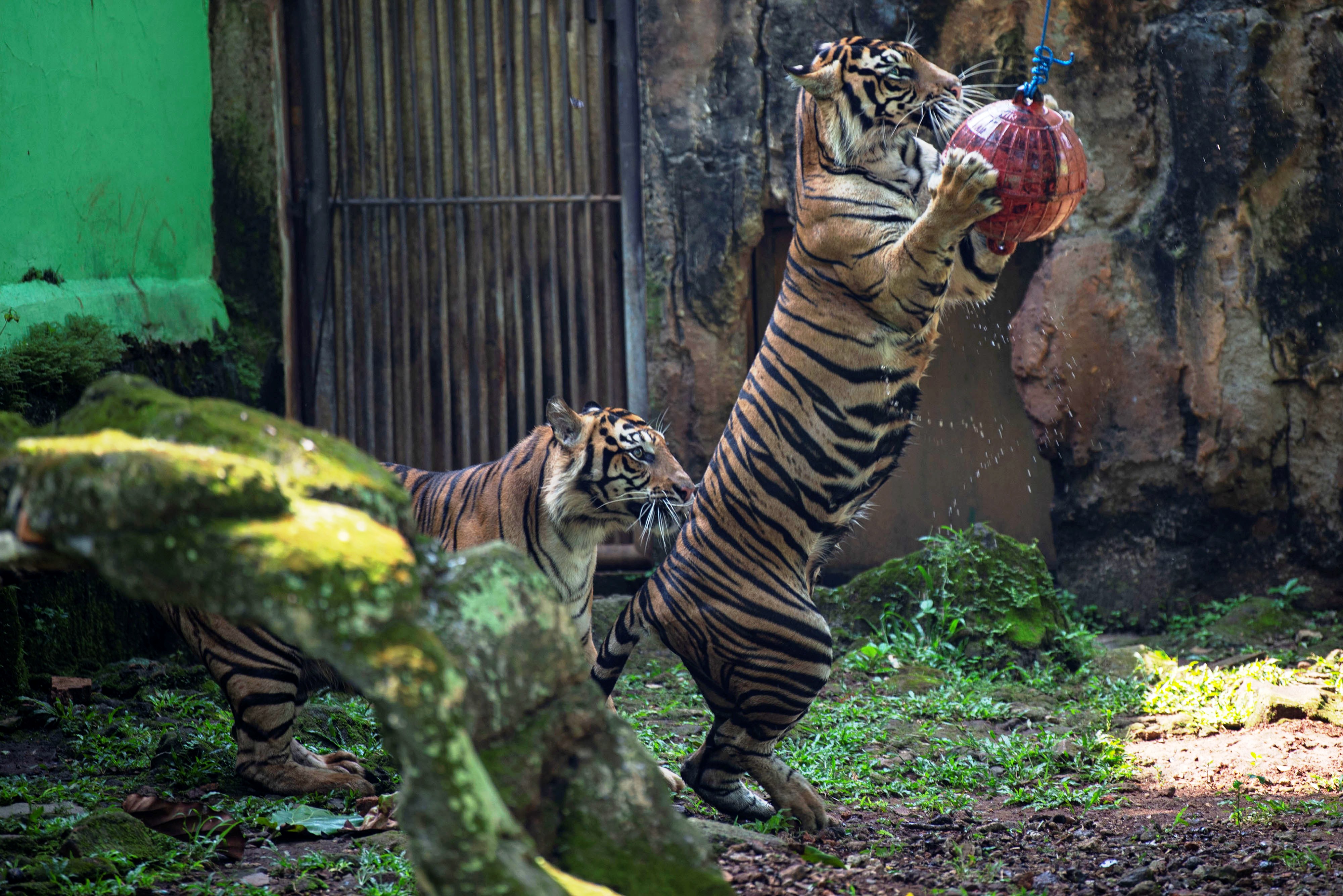 Dua harimau ragunan bermain dalam kandang di Taman Margasatwa Ragunan, Jakarta.