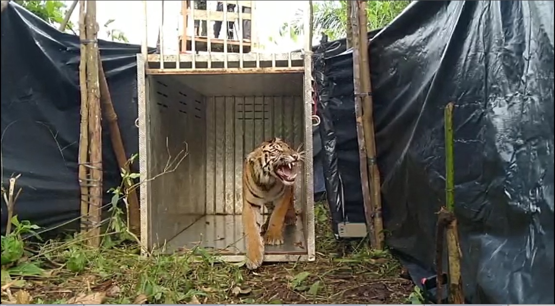 Harimau sumatra Sipogu saat dilepasliarkan oleh BKSDA Sumbar pada 30 Juli 2021.