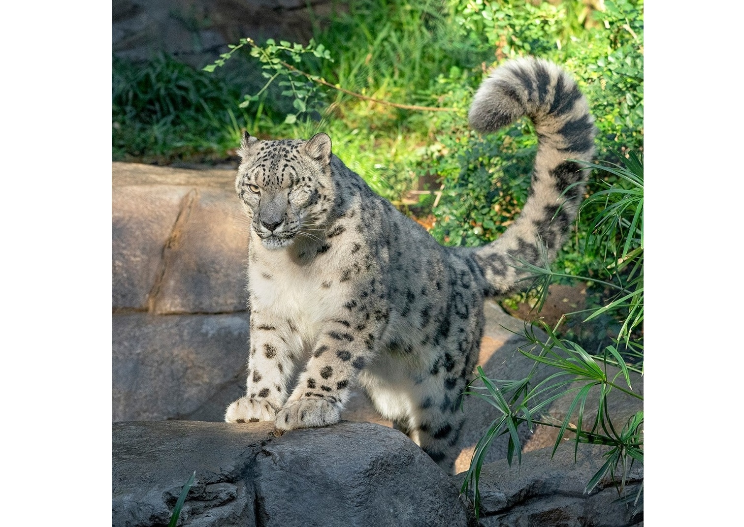 Satwa macan tutul salju di kebun binatang San Diego. 