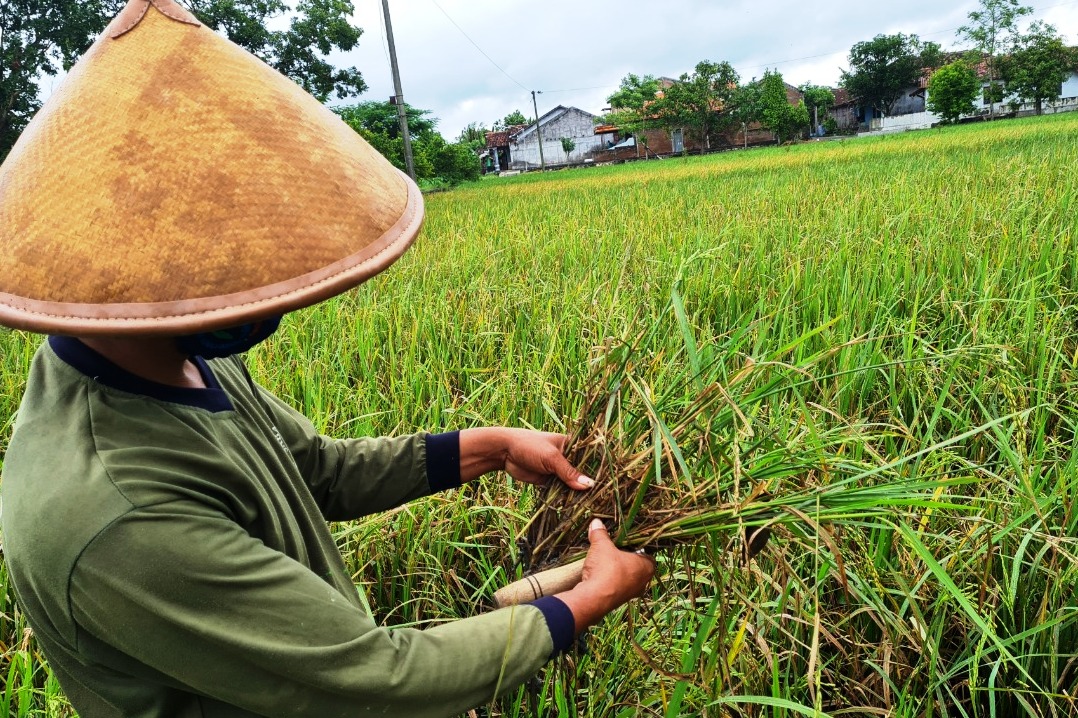 Padi diserang hama wereng.