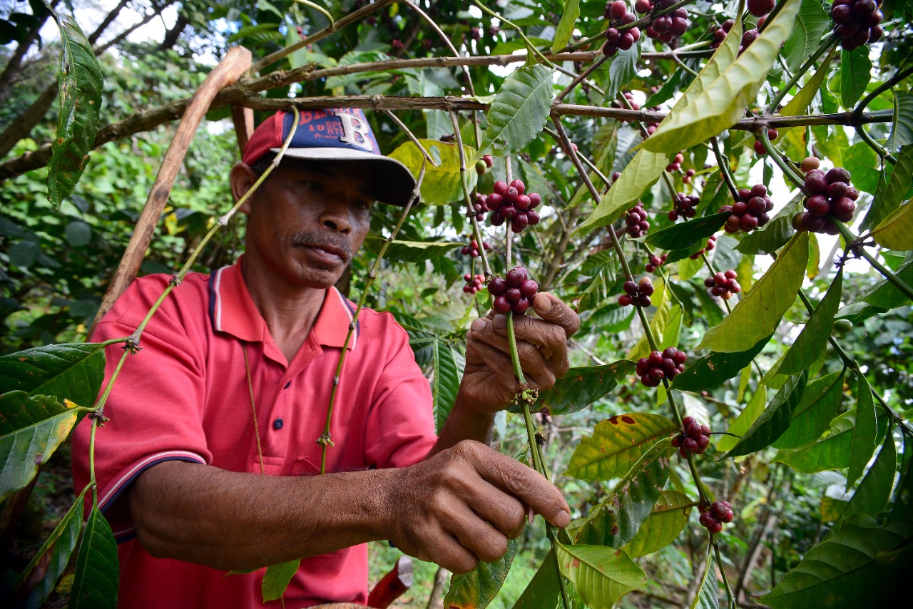 Petani kopi telah memanfaatkan internet untuk memasarkan kopi floresnya hingga mancanegara.