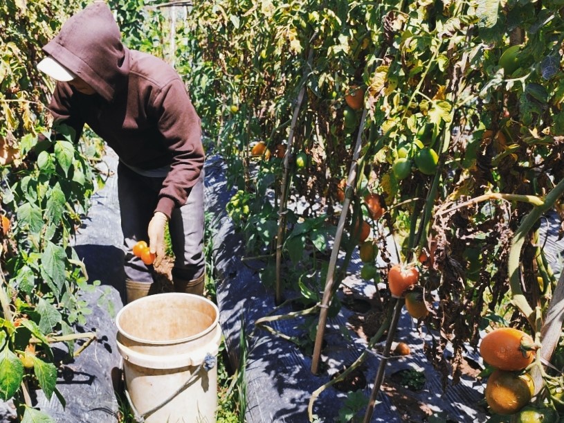 Petani memanen tomat.