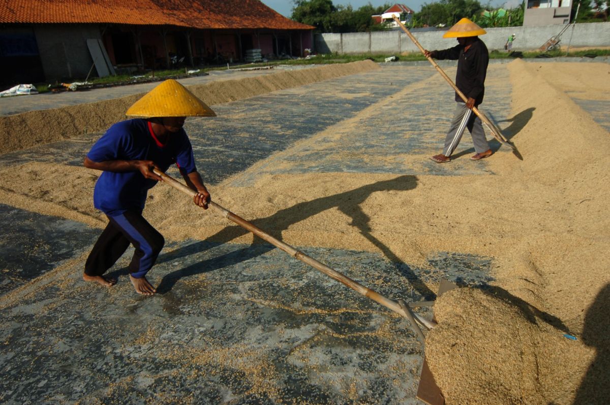 Harga gabah kering panen (GKP) di Boyolali, Jateng diakhir panen naik menjadi Rp4.700/kg