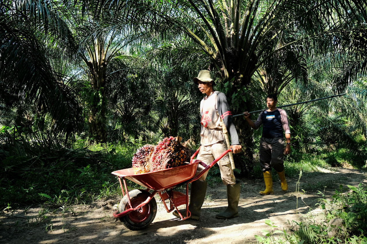 Warga memanen tandan buah segar (TBS) kelapa sawit di Desa Tanampulu, Banawa Selatan, Donggala, Sulawesi Tengah.