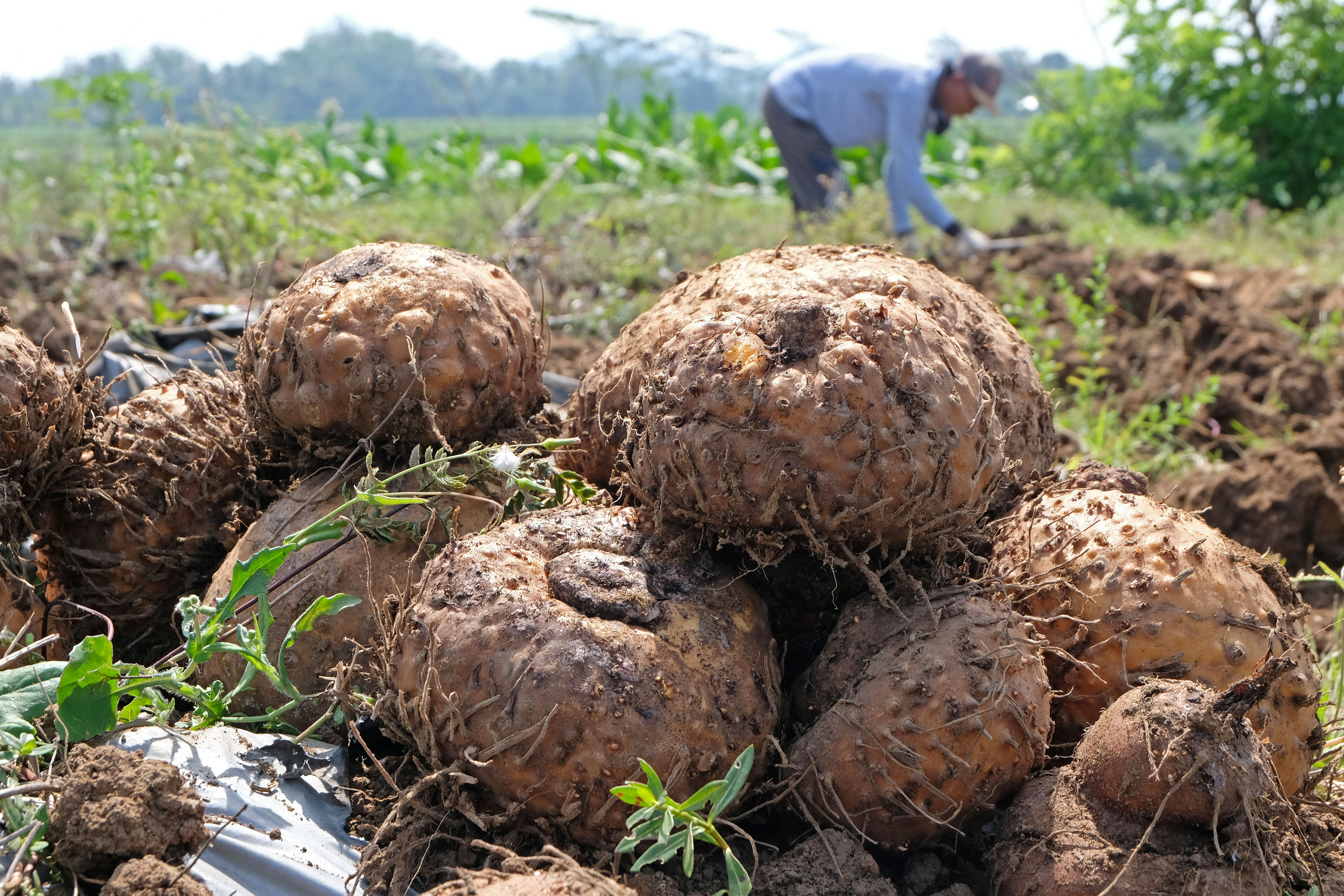 Petani memanen porang (Amorphophallus muelleri) di persawahan Desa Ngadimulyo, Kedu, Temanggung, Jawa Tengah. 