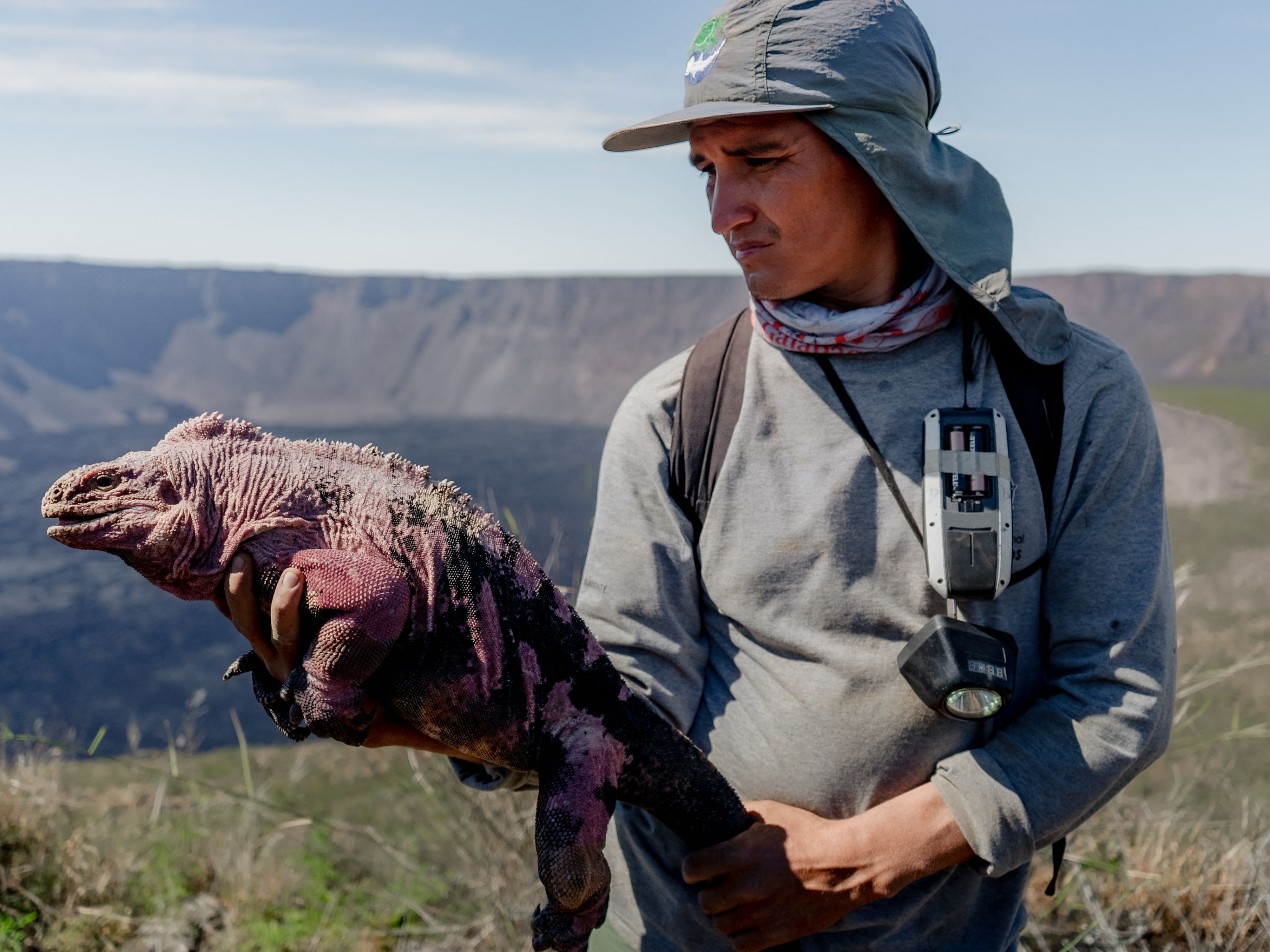 Iguana merah muda galapagos.