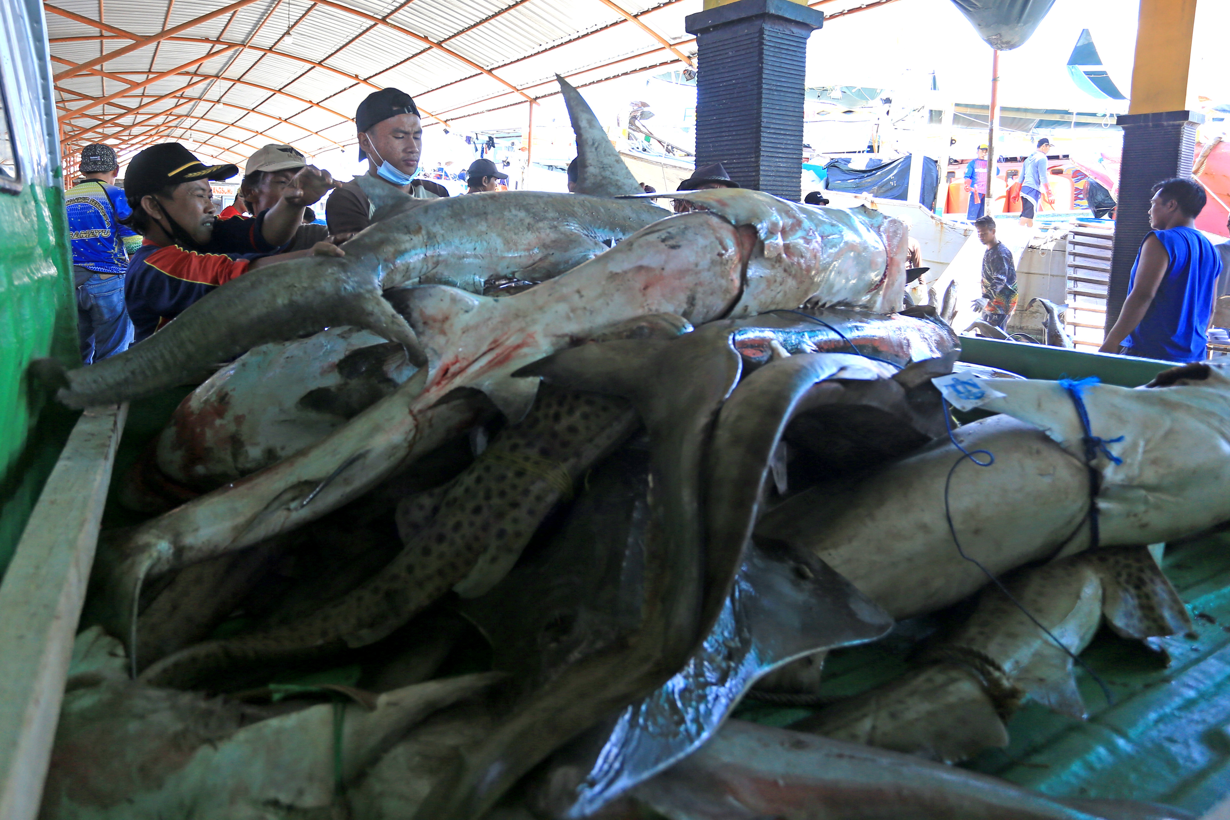 Laut Aru Jadi Lokasi Pemburuan dan Eksploitasi Hiu di Indonesia