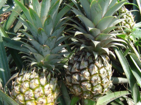 Nanas yang rasanya manis dan sesuai standar pasar dunia dihasilkan dari Lampung. 